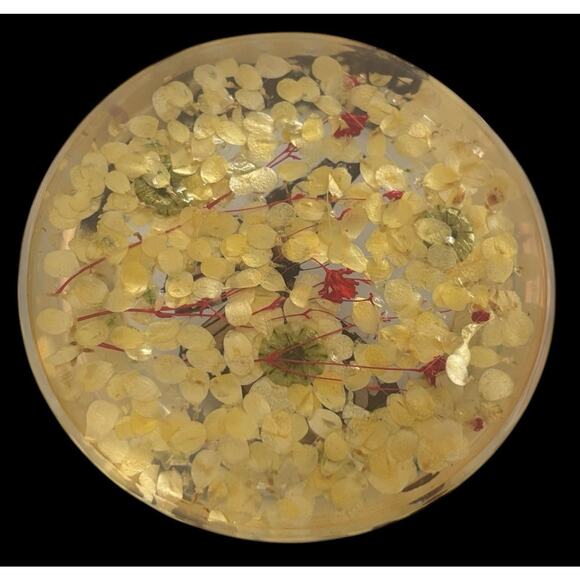 Real Preserved Monarch Butterfly Resin Flower Dome Paperweight 4” X 2” - Picture 3 of 7